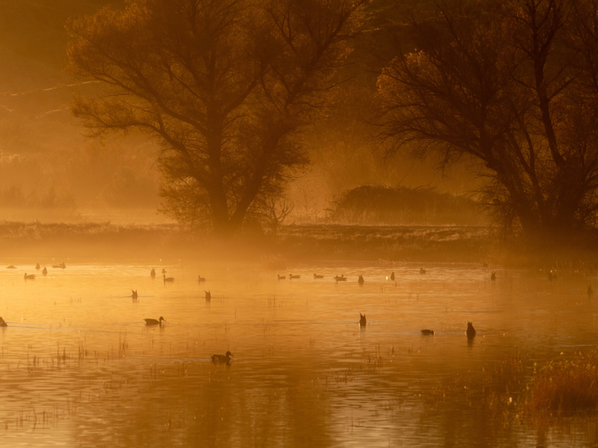 Ducks in early morning light